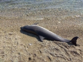 Νεκρό δελφίνι στην Κράτηγο [pics]