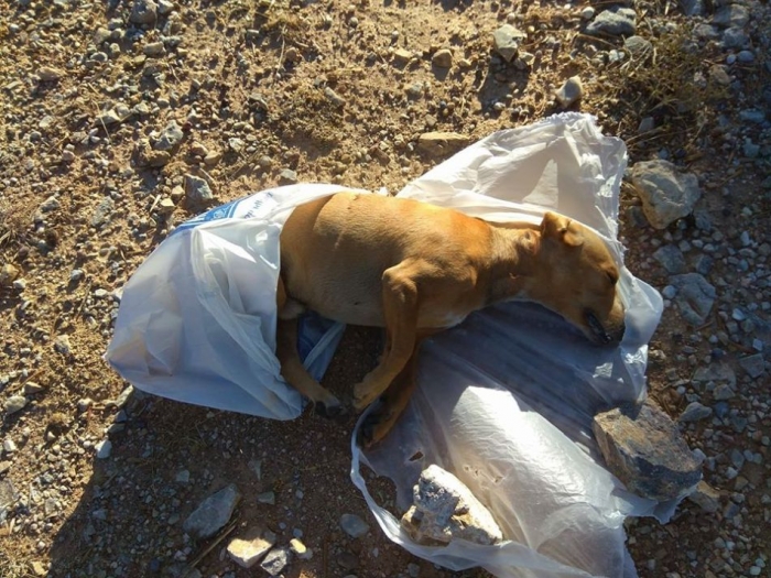 Φωτοσχόλιο 20/10/2017