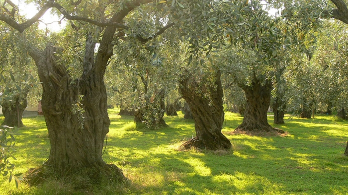 Στις 5 Ιουλίου ξεκινάει η δακοκτονία στην Λέσβο