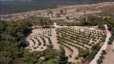 Άρχισε η συγκομιδή μαστίχας στα Βουρλα