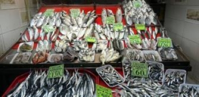 Παρά την απαγόρευση στις ανεμότρατες αφθονία αλιευμάτων στο Τσανάκαλε