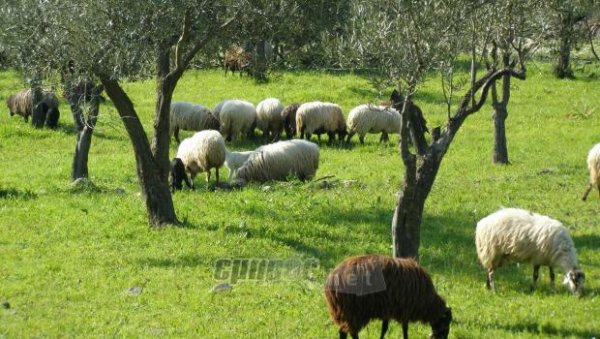 Ζητούν παράταση για τα βοσκοτόπια