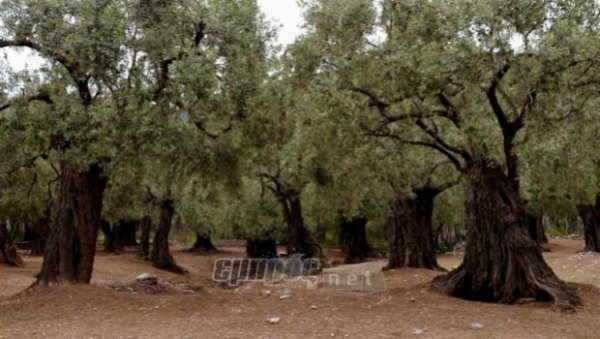 Κακός «μπελάς» έγινε η βιολογική γεωργία