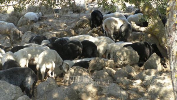 Οι ΑΝΕΛ για τον καταρροϊκό