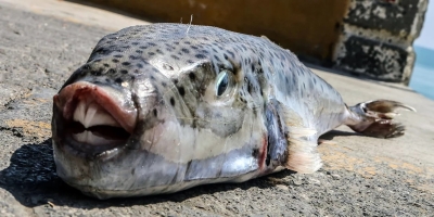 Αυξήθηκε η επιδότηση αλιείας των λαγοκέφαλων ψαριών
