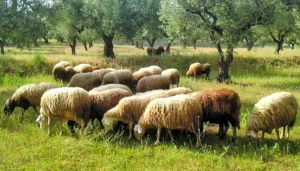 Παράταση υποβολής αιτήσεων στο υπομέτρο 3.1, του ΠΑΑ 2014-2020