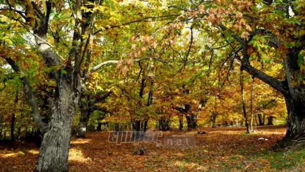 «Σκόνταψε» ο εμβολιασμός του καστανιώνα 