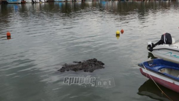 Αποκλείστηκε το λιμάνι της Θερμής από φύκια