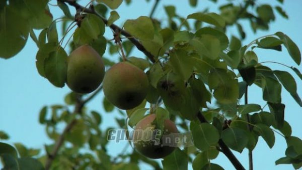 Καφέ κάμπια στις δενδρώδεις καλλιέργειες