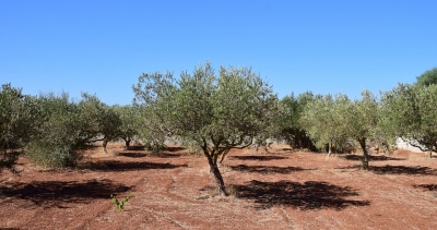 Οι αλλαγές των καλλιεργειών στη Λέσβο (Α΄)