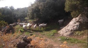 5 έλεγχοι σε Λέσβο και 9 σε Λήμνο σε παραγωγούς βιολογικής κτηνοτροφίας