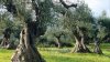 Ζητείται εργολάβος για τη δακοκτονία