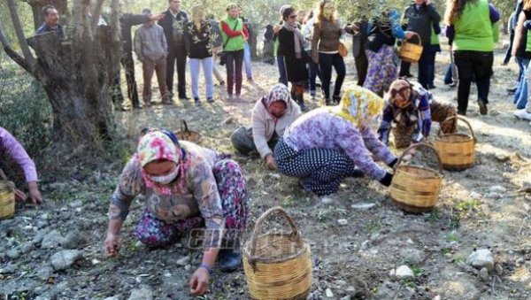 Φεστιβάλ Ελιάς στο Αϊβαλί και Ζώντων ζώων στο Κουσάντασι