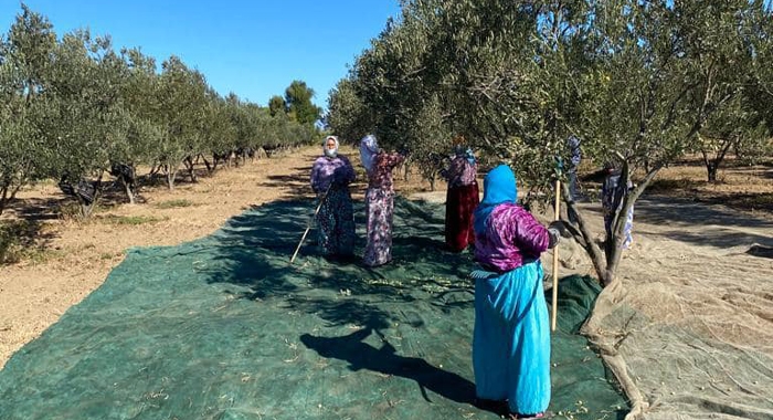 Λήψη μέτρων προστασίας και ασφάλειας της ελαιοσυγκομιδής