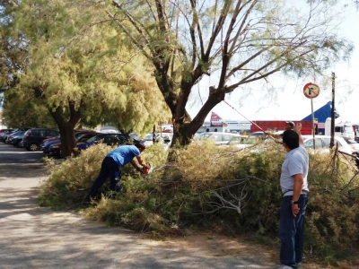 Εργασίες κλαδέματος δέντρων στη Μυτιλήνη