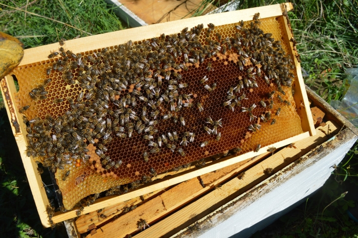 Επιδοτούμενα προγράμματα για μελισσοκόμους