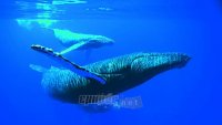 Τα μικρά της φάλαινας επικοινωνούν με ήχους