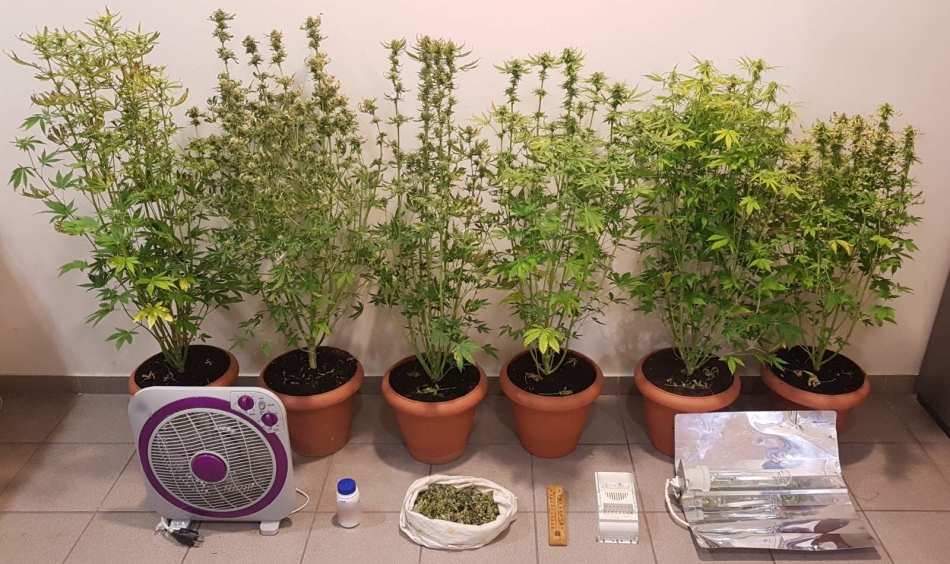 Κατασχεμένα δενδρύλλια από επιχείρηση της αστυνομίας 