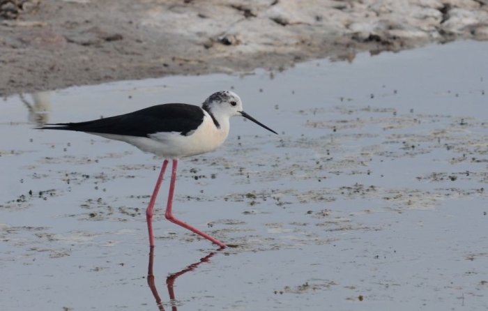 Μαθητές του Γυμνασίου Καλλονής συμμετείχαν σε δράσεις παρατήρησης πουλιών
