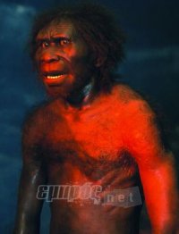 Homo erectus