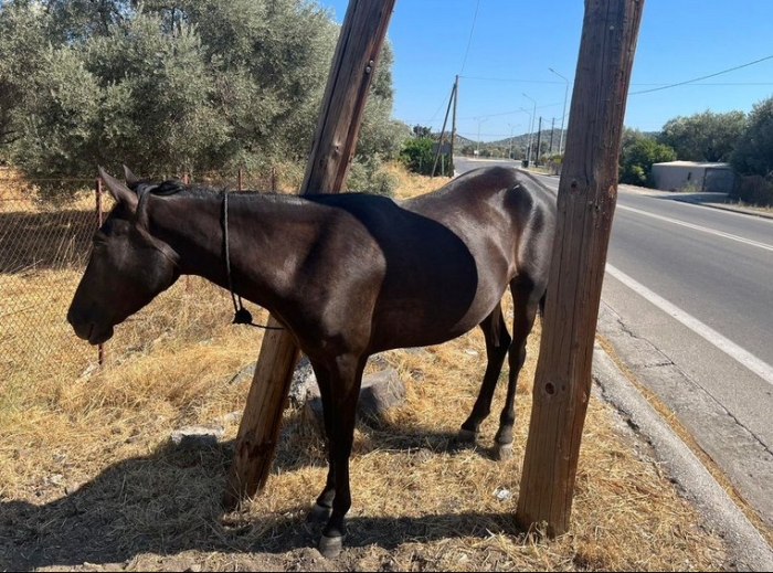 Παράτησαν δεμένο άλογο στη Θερμή