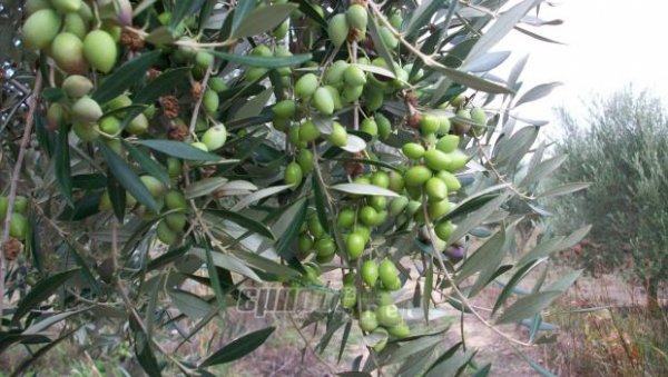 Οι κερδισμένοι και οι χαμένοι των επιδοτήσεων 