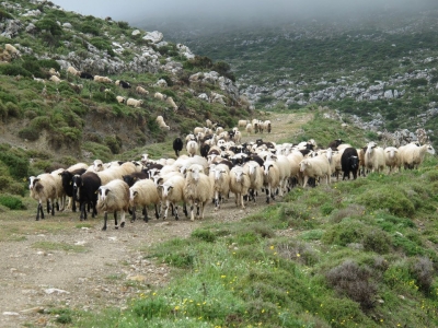 Ενεργοποιήθηκε η πλατφόρμα ενίσχυσης για τους αιγοπροβατοτρόφους