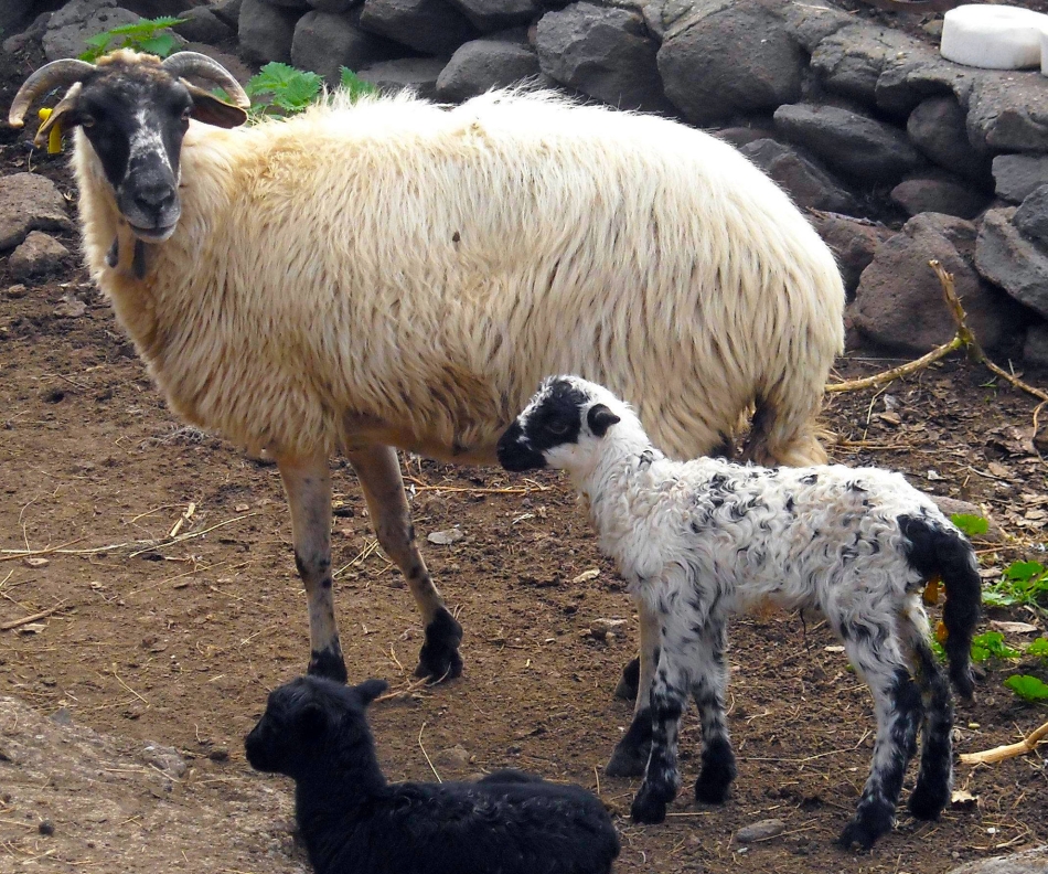 Ενημερωτικό για την ευλογιά των προβάτων από το ΥπΑΑΤ