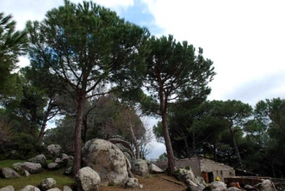 Συνεχίζονται τα προβλήματα με τις κουκουναριές στο Κόζακ της Περγάμου