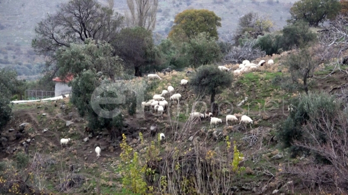 Τρέχουν οι προθεσμίες για τα βοσκοτόπια