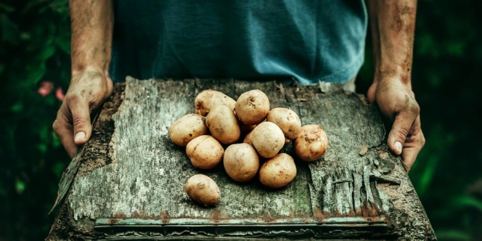 Στα 24,5 ευρώ το στρέμμα η ενίσχυση για τους καλλιεργητές ανοιξιάτικης πατάτας