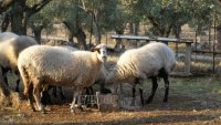 30 Ιουνίου λήγει η εξαίρεση κατεδάφισης των στάβλων