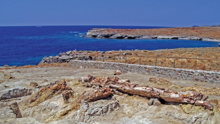 Πολύχρωμα σπαράγματα απολιθωμένων δένδρων