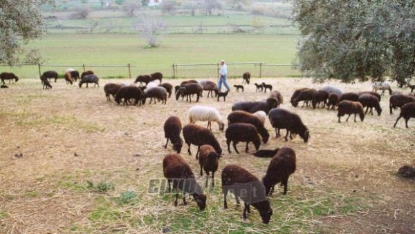 Ένα ευρώ ανά πρόβατο το κόστος