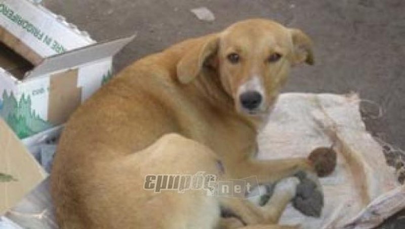 Τι μπορώ να κάνω αν βρω ένα χτυπημένο ή άρρωστο αδέσποτο;