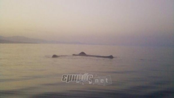 Σπάνιες φάλαινες στα νερά μας…