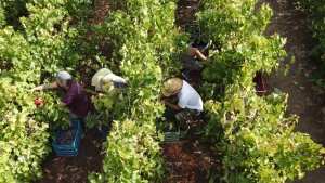 Αυξημένη κατά 2.067 παραγωγούς η απόφαση ένταξης στη 3η πρόσκληση για το «Κομφούζιο»