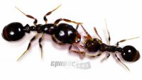 Μυρμήγκια-σκλάβοι εξεγείρονται κατά των απαγωγέων τους