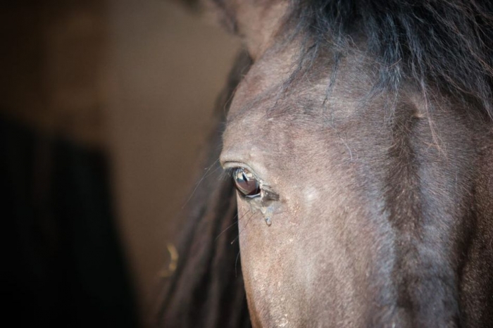 Χίλια ευρώ πρόστιμα σε ιδιοκτήτες αλόγων