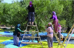 ΠΟΠ προϊόν το λάδι Αδραμυτίου αλλά και μειωμένη αναμενομένη σοδειά