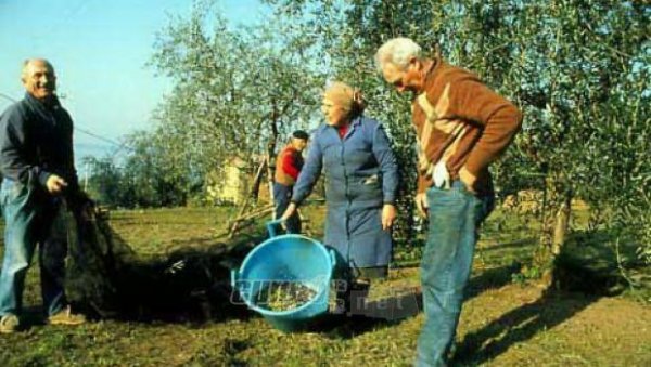 Οι ελιές γίνονται ζωοτροφή!