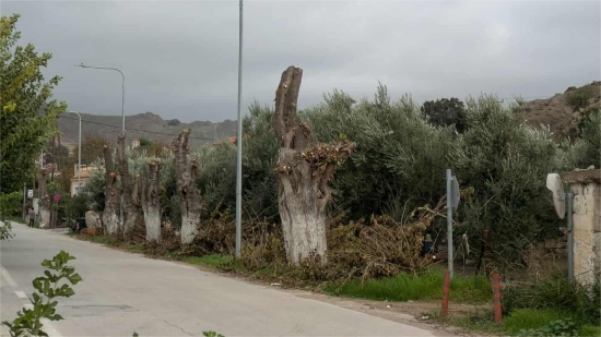 Αίτημα για περιποίηση των μουριών της Ερεσού από τον Περιβαλλοντικό Σύλλογο