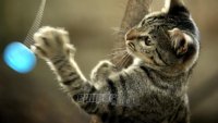 Άσθμα στη γάτα: Ευπαθείς οι νεαρές «σπιτικιές»
