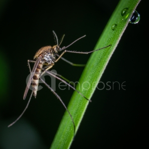 Ξεκινά η καταπολέμηση κουνουπιών στη Λέσβο
