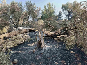 Αγρότες της πυρόπληκτης Βρίσας ζητούν ουσιαστική στήριξη από την πολιτεία