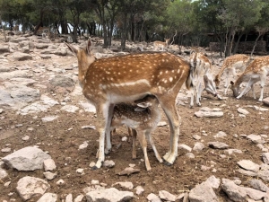 Η φάρμα των ελαφιών 