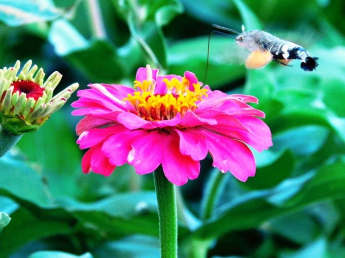 Oenothera speciosa versus Macroglossum stellatarum