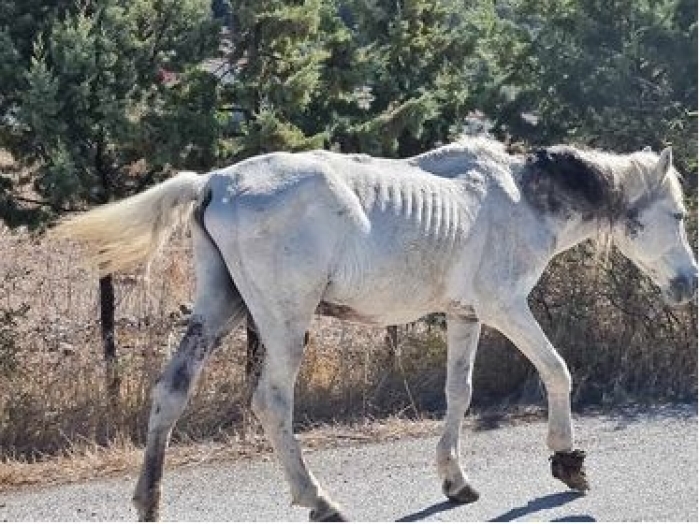 Σε τραγική κατάσταση άλογο στον Πολιχνίτο