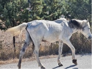 Ανεπιτήρητο άλογο στον Πολιχνίτο που εντοπίστηκε στις 19/10/2023 σε τραγική κατάσταση και τελικά αποφασίστηκε η ευθανασία του