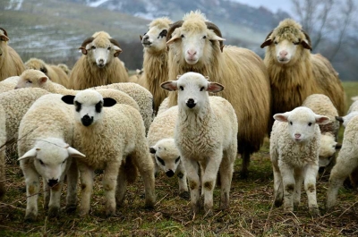 Σύγκρουση αυτοκινήτου με πρόβατα